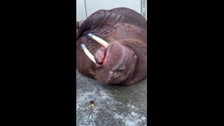 Walrus is caught snoring up a storm at the zoo in Tacoma, Washington - Fox News