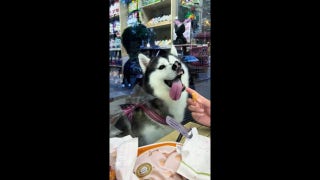 Siberian husky outside store tries desperately to reach treat