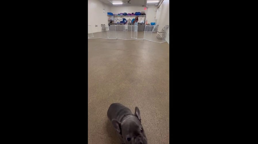 Puppy learns hand targeting foundation behavior