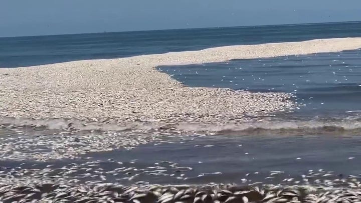 Thousands of dead Menhaden fish wash ashore Texas Gulf Coast beach