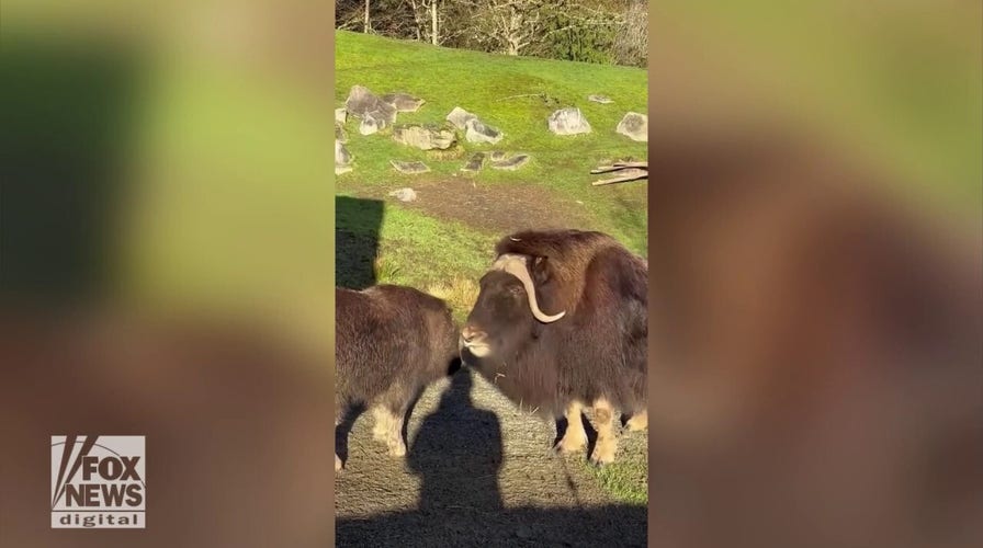 Muskox mom teaches baby how to head-butt in rare footage