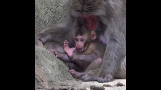 Japanese macaque baby plays under mom's watchful eye at Milwaukee County Zoo - Fox News