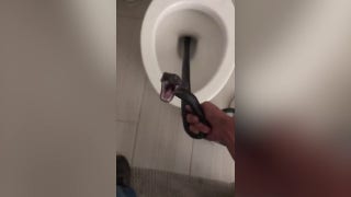Arizona woman finds huge snake in toilet - Fox News