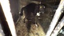 California rescue operator charged after 300 animals found in severe squalor