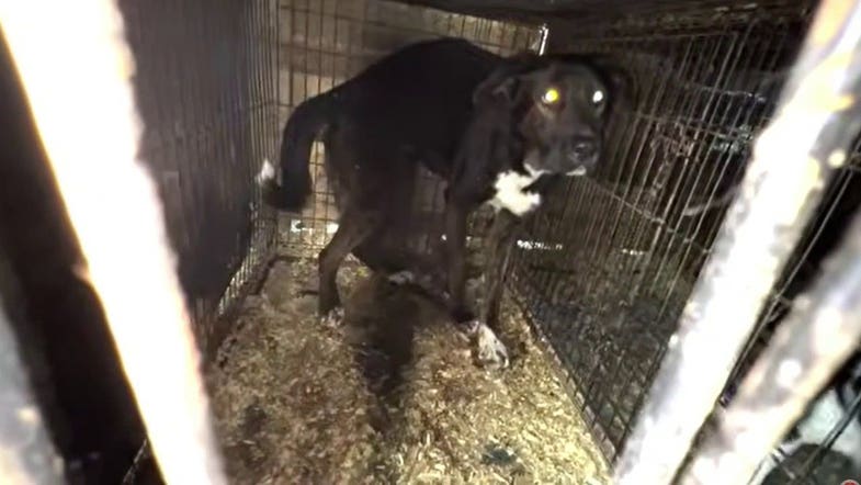 California rescue operator charged after 300 animals found in severe squalor
