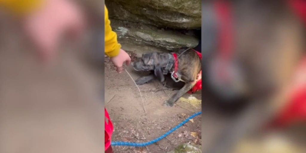 Tennessee dog rescued from cave with 200 pound bear lurking nearby ...