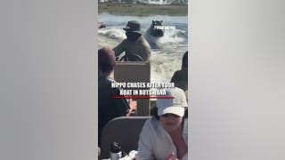 Un hipopótamo PERSIGUE a un barco turístico en Botsuana