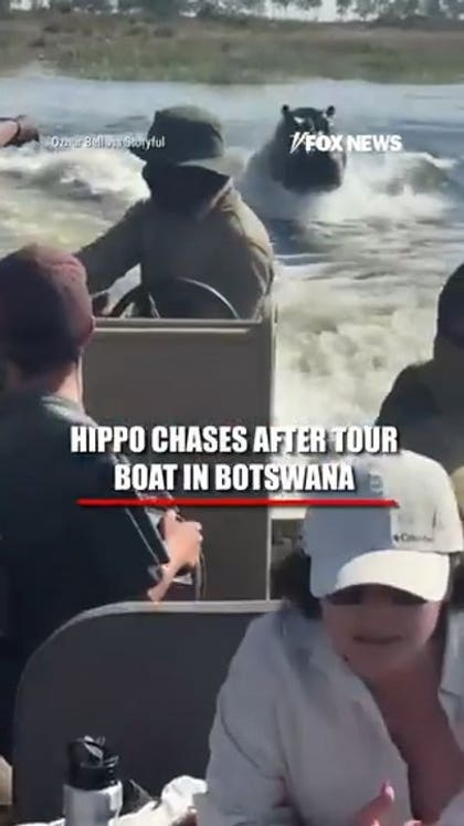 Hippo CHASES tourist boat in Botswana