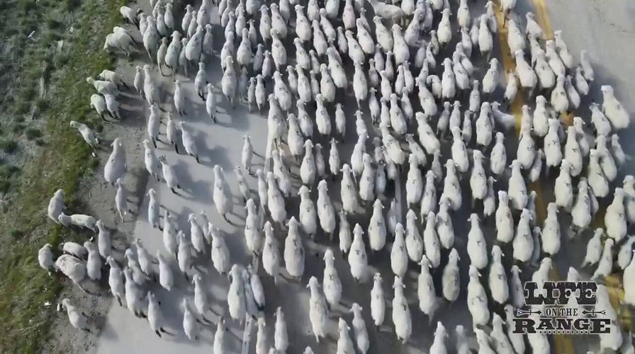 Crowds gather in Idaho to watch thousands of sheep cross highway