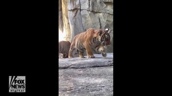 Rare tiger triplets make local zoo debut