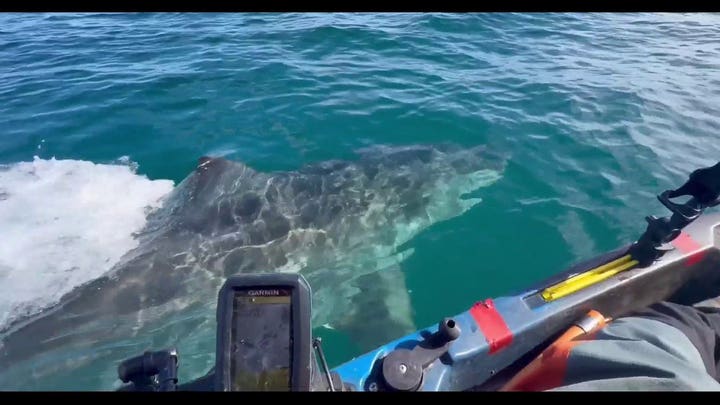 Great white shark passes within feet of startled fisherman in Bay Area
