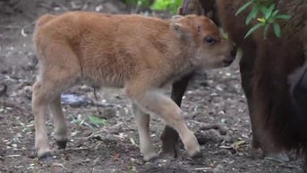 WATCH: Zoo welcomes baby bison