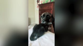 Watch as a 200-pound dog isn't sure what to make of new kitten sibling - Fox News