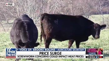 Secretary Rollins: US must ‘contain’ New World screwworm after second Texas cattle case