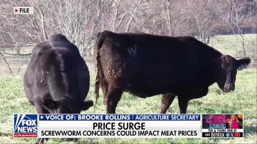 Secretary Rollins: US must ‘contain’ New World screwworm after second Texas cattle case