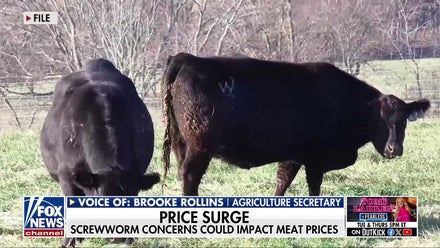 Secretary Rollins: US must ‘contain’ New World screwworm after second Texas cattle case