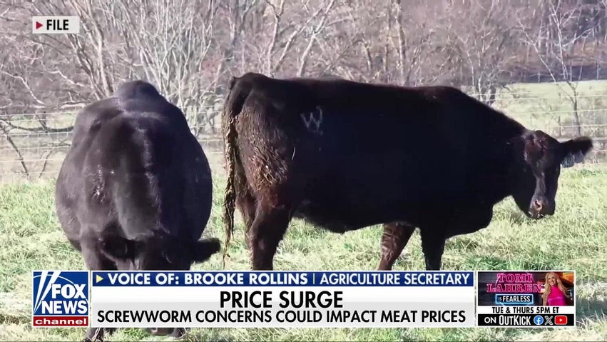 Secretary Rollins: US must ‘contain’ New World screwworm after second Texas cattle case