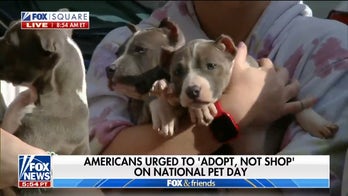 National Pet Day: Tips on how to train your dog