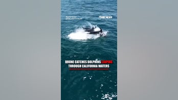 Drone catches DOLPHINS leaping through California waters