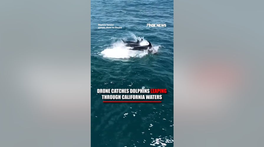 Drone catches DOLPHINS leaping through California waters