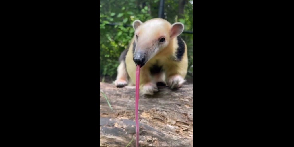 Anteater shows off its remarkable 16-in long tongue at Washington zoo