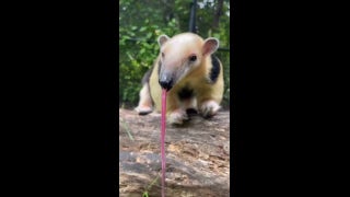 Anteater shows off its remarkable 16-in long tongue at Washington zoo - Fox News