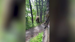 Grizzly bear spotted feet from Alaskan campsite - Fox News