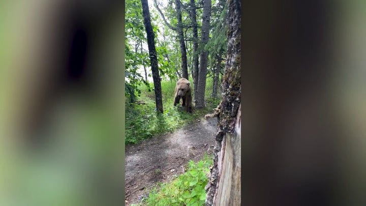 Grizzly bear spotted feet from Alaskan campsite