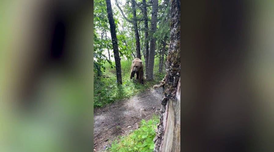Grizzly bear spotted feet from Alaskan campsite