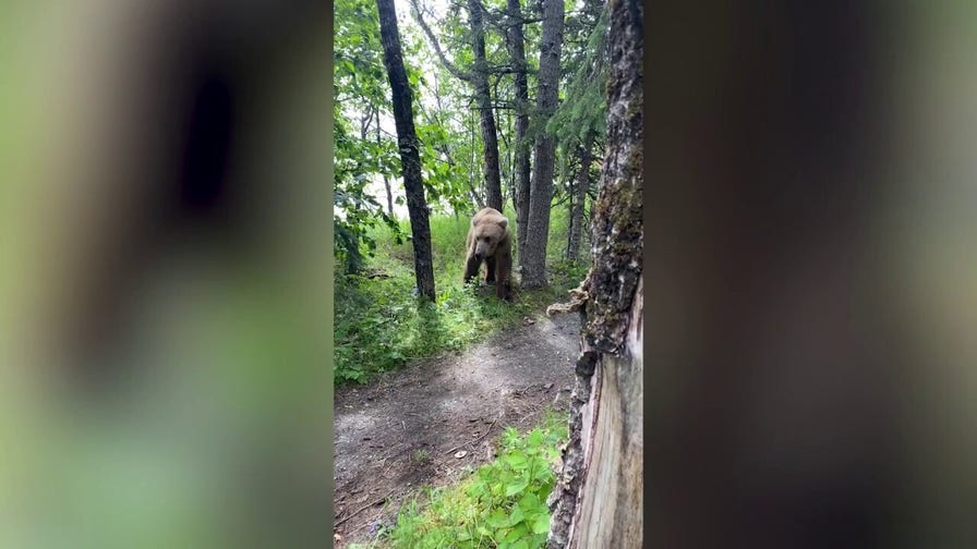 Grizzly bear spotted feet from Alaskan campsite