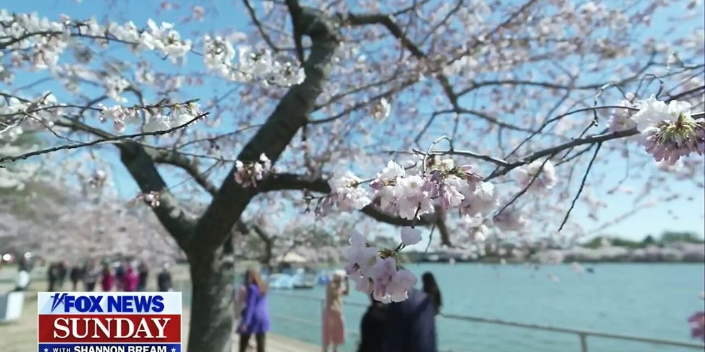 Washington DC’s iconic cherry blossoms reach peak bloom