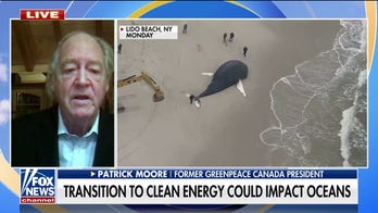 Transition to clean energy could have dire impact on ocean wildlife