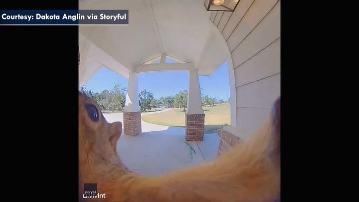 Squirrel ringing doorbell caught on homeowner's camera