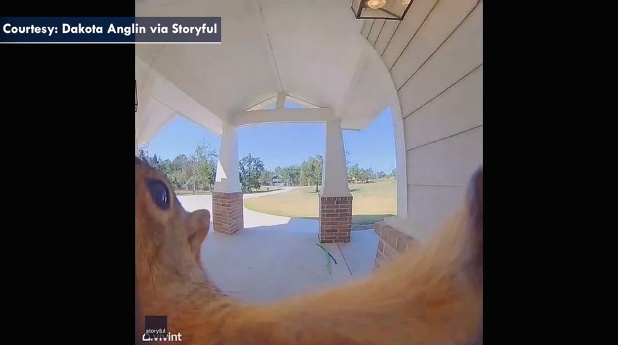 Squirrel ringing doorbell caught on homeowner's camera