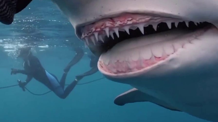 'Snooty' the smiling shark spotted off the coast of Florida