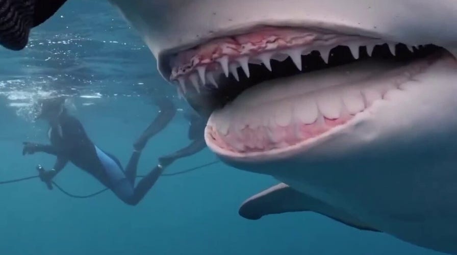 'Snooty' the smiling shark spotted off the coast of Florida