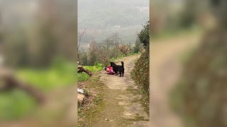 Family dog comforts toddler after she takes a rocky tumble - Fox News