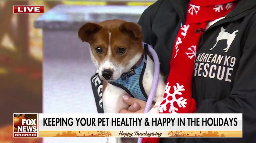 How to keep your pets safe, healthy this Thanksgiving