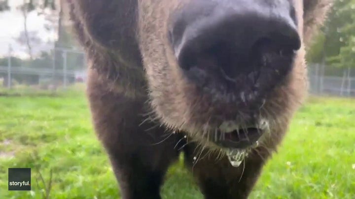 Playful bear is captured drooling all over wildlife worker attempting to do yard work