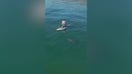 Paddleboarder encounters great white shark up close in California