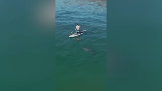Paddleboarder encounters great white shark up close in California