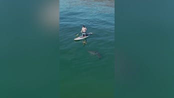 Paddleboarder encounters great white shark up close in California