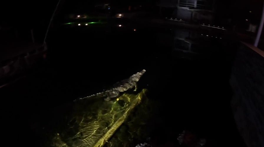  Florida wildlife officials pull 10-foot croc from homeowner's pool