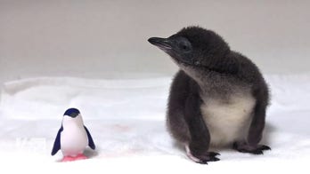 Little blue penguin hatches at California aquarium on New Year’s Day