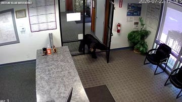 Bear caught on camera barging into California water district office