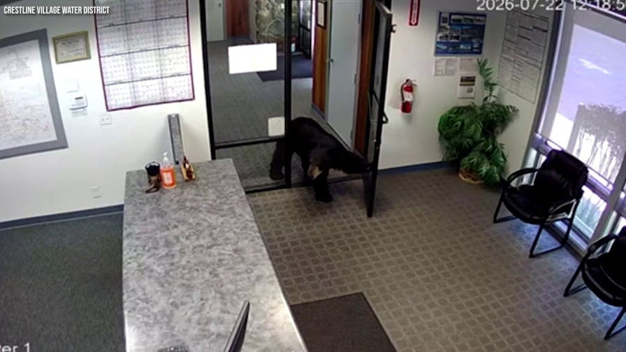Bear caught on camera barging into California water district office
