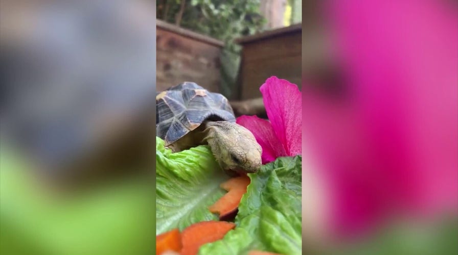 Tiny tortoise tries to eat colorful fruits and vegetables for snack