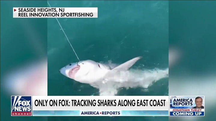 Great White shark sightings expected to surge off the east coast
