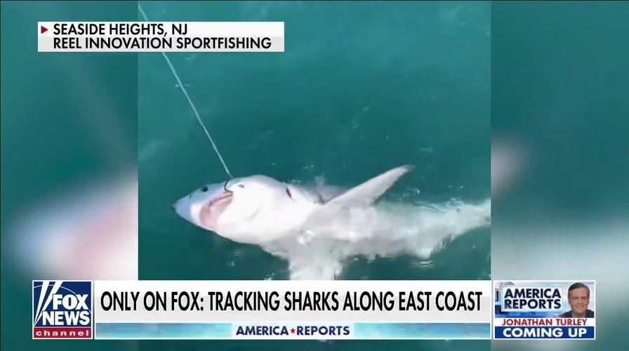 Great White shark sightings expected to surge off the east coast