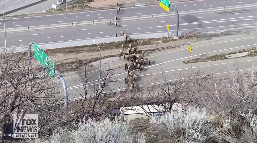 Dozens of elk cross major highway in shocking video